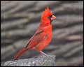 _4SB5916 northern cardinal